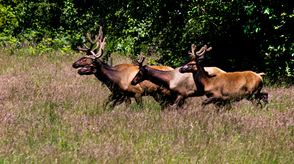 Elk on Rayonier Land