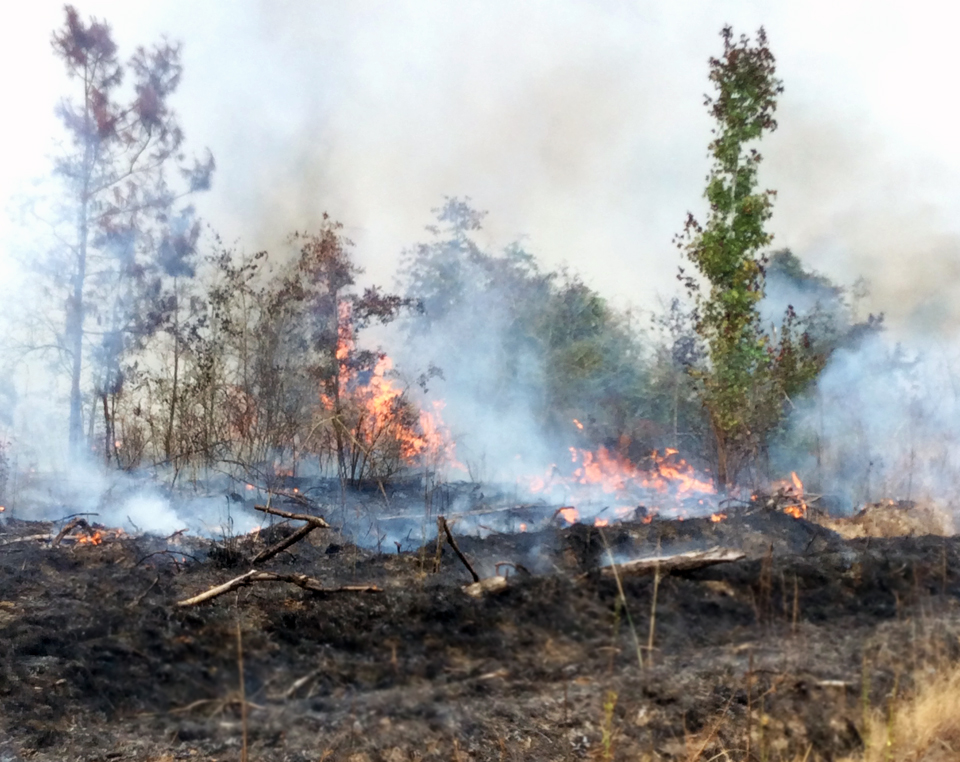 A controlled burn operation showing how a site is improved for planting.