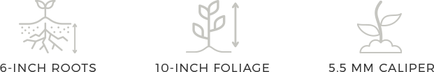 6-inch roots, 10-inch foliage, 5.5mm caliper