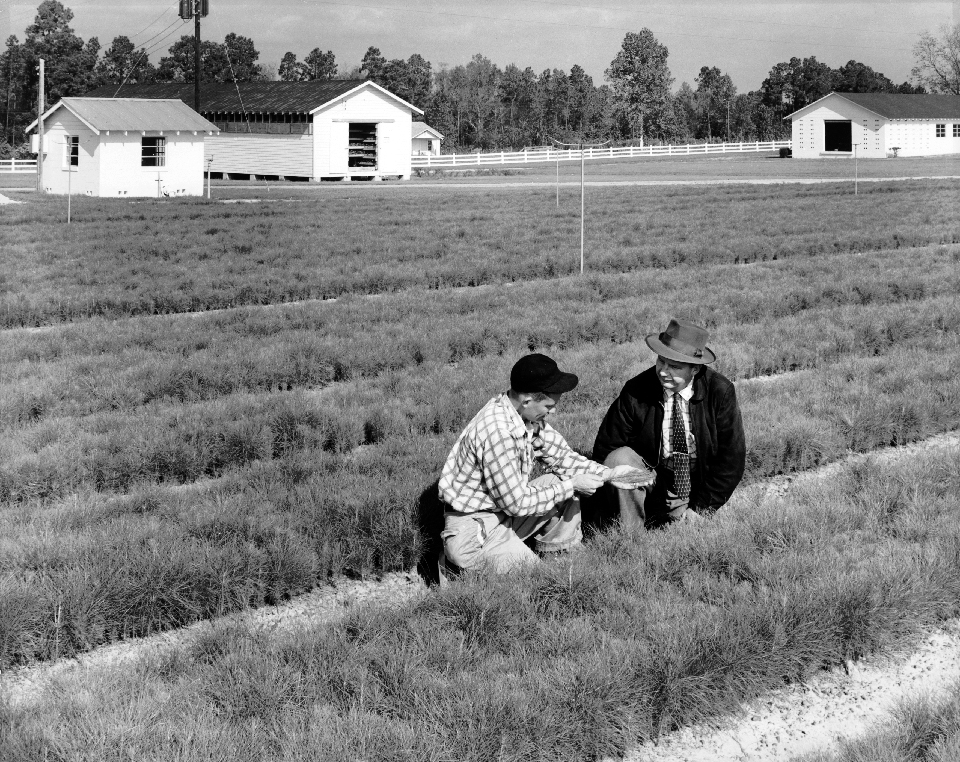 Rayonier Seedlings First Crop