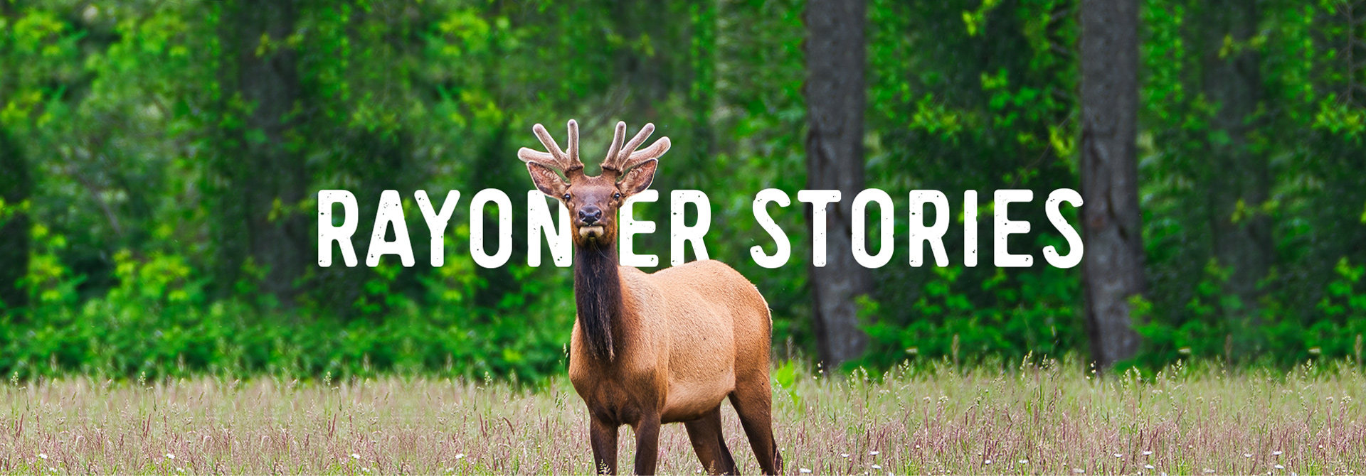 Rayonier and Deer Hero Image