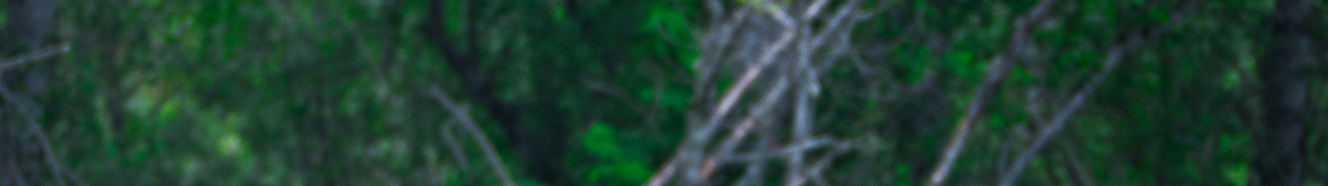 Blurry Woods Background Image