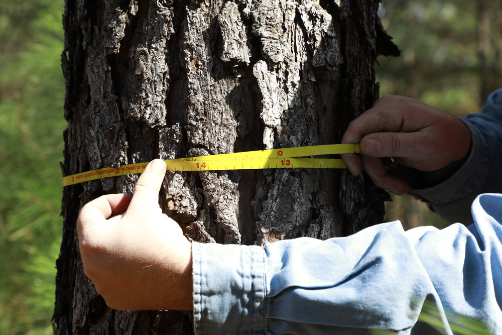 Measuring tree circumference in forestry management