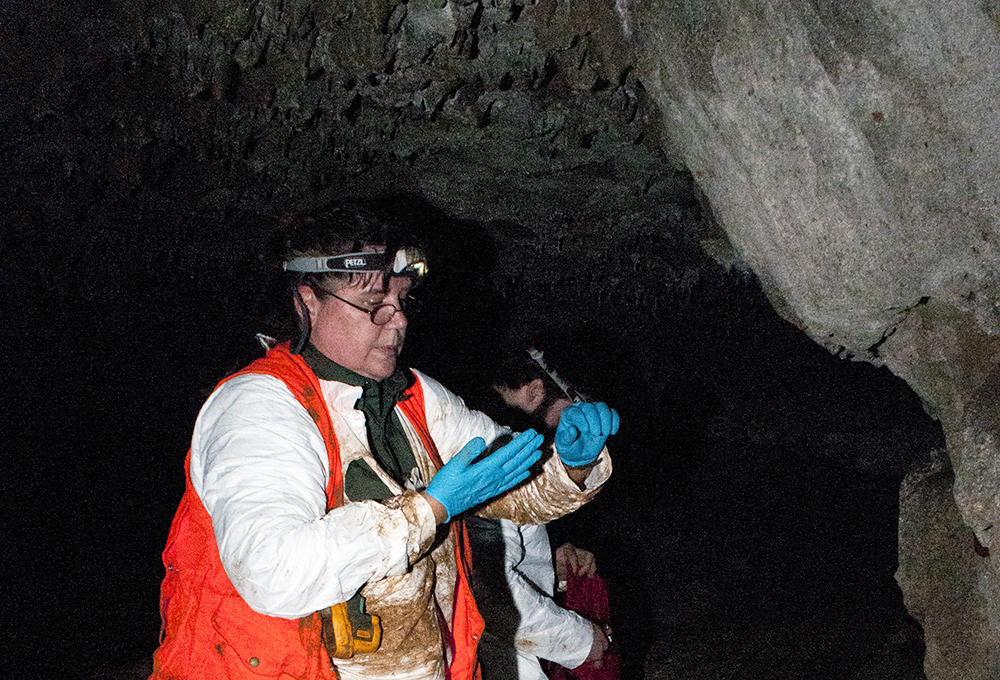 Bat Survey in Mississippi Cave