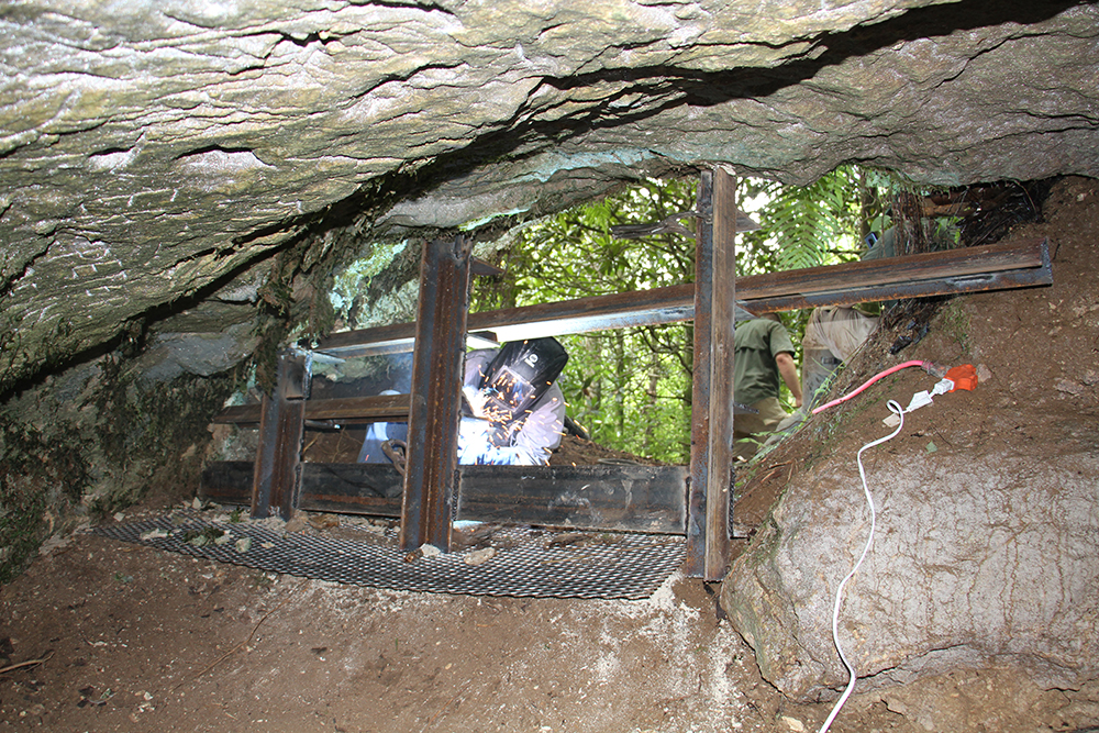 Building a protective cave for bats