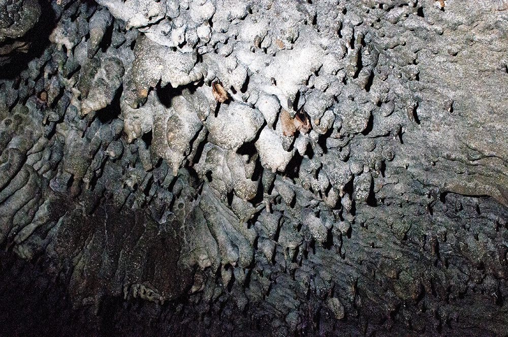 Southeastern bats hanging among the stalactites in Eucutta Cave.