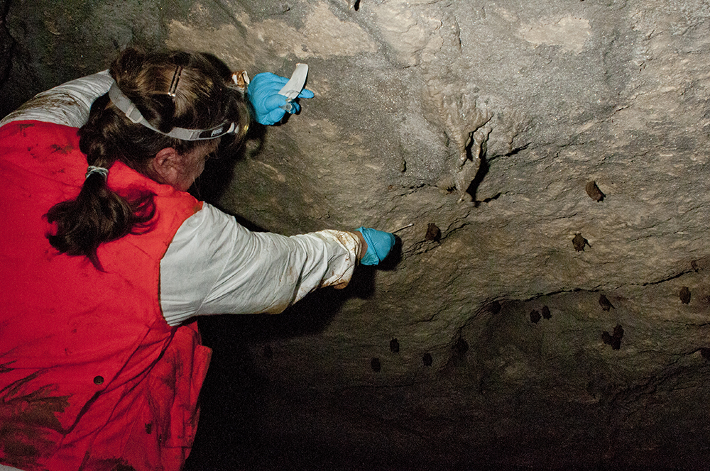 Swabbing bats for white-nose syndrome