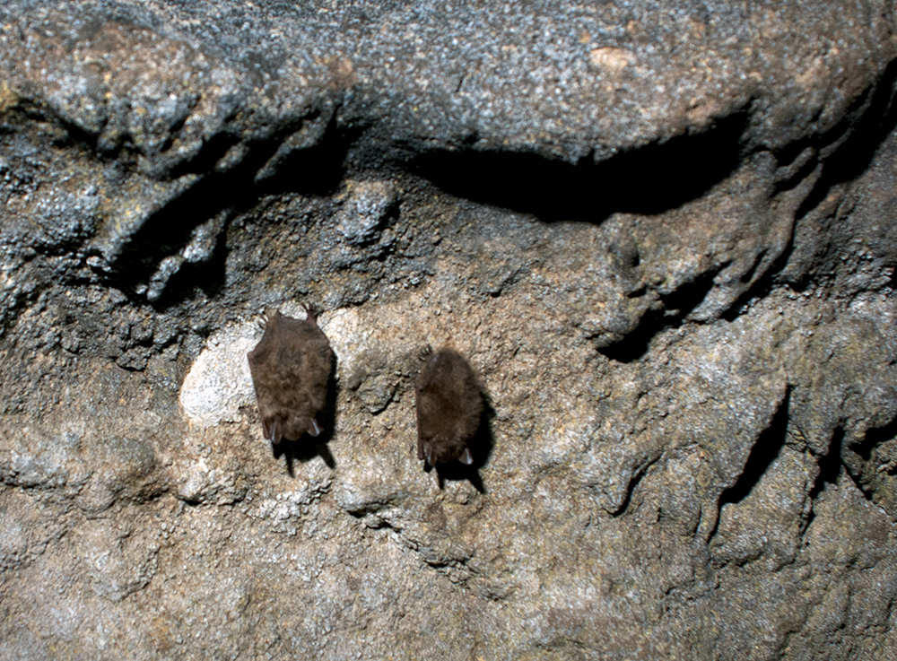 Tri-colored bats hanging in Eucutta Cave.