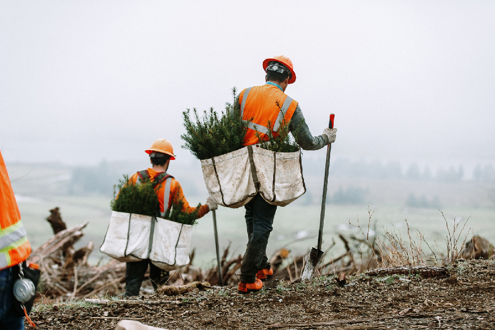 Seedlings are carried in bags for forest planting