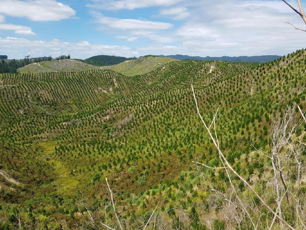 Tree seedlings grow in Bay of Plenty New Zealand