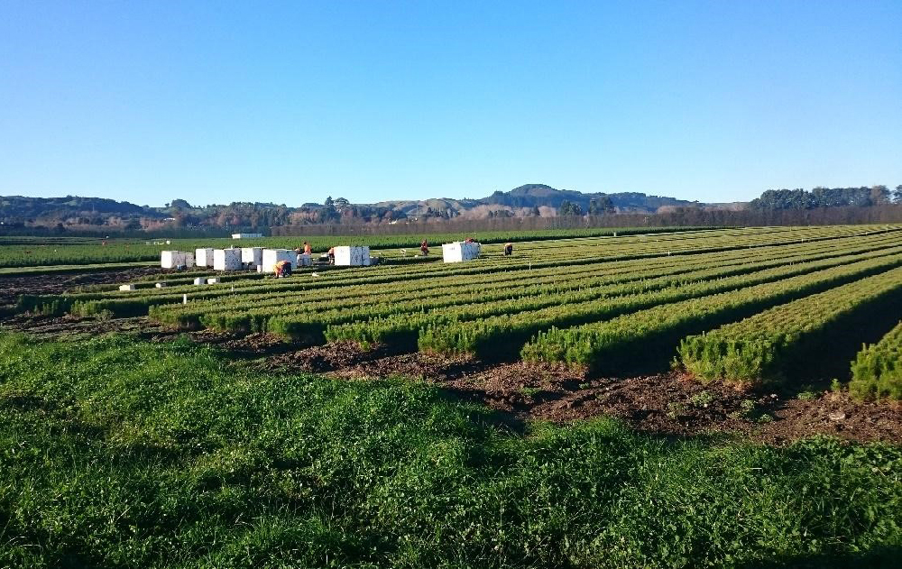 Collecting treestocks New Zealand Nursery