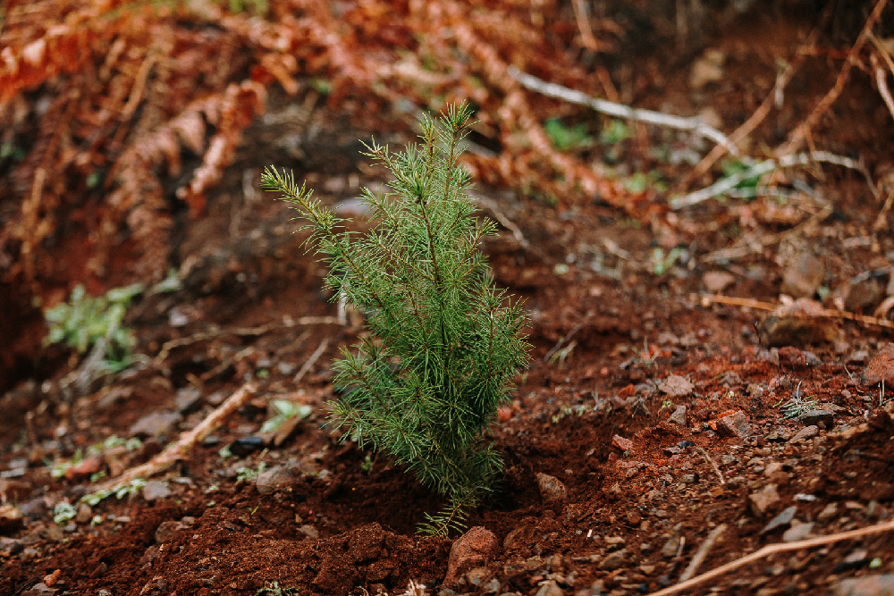 Freshly planted Douglas-fir in Washington