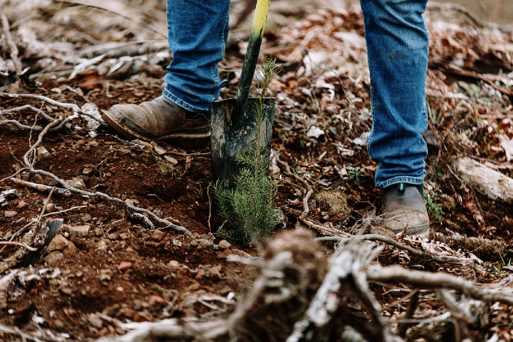 Hand-planting a Douglas-fir in Washington