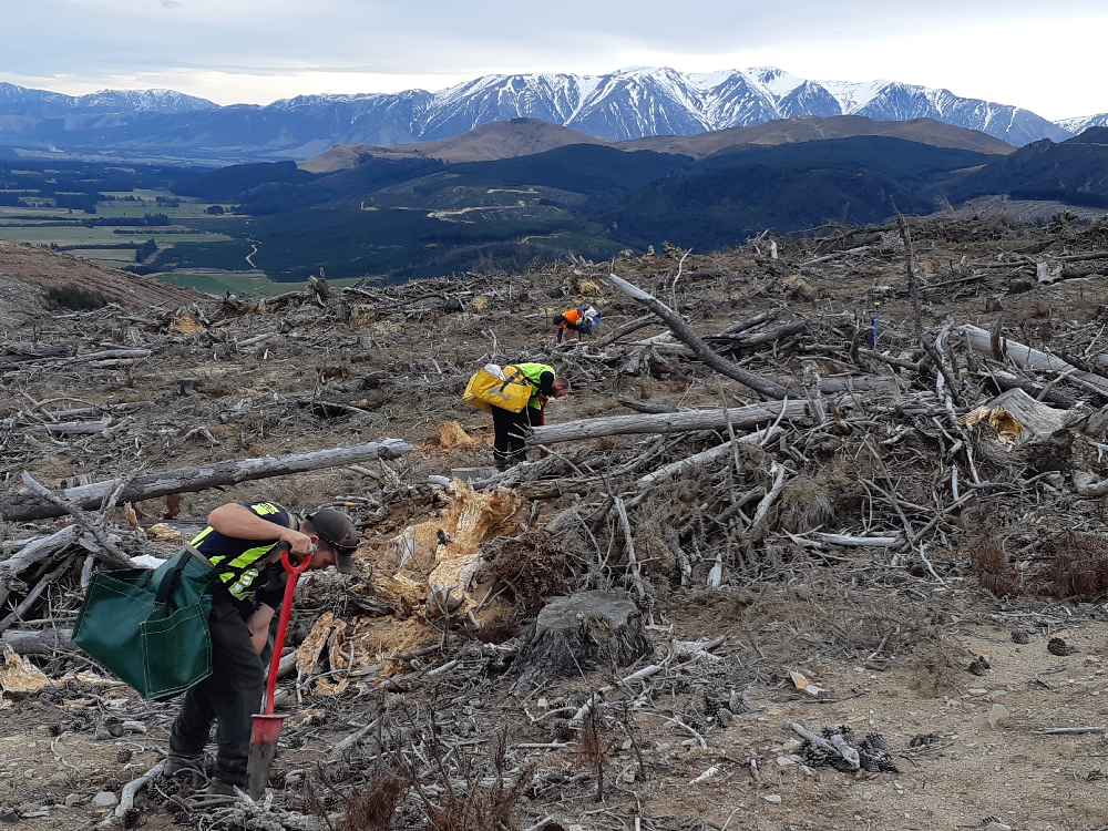 Planting Trees in New Zealand