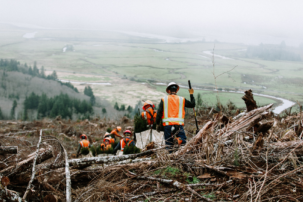 planting douglas-fir Washington State