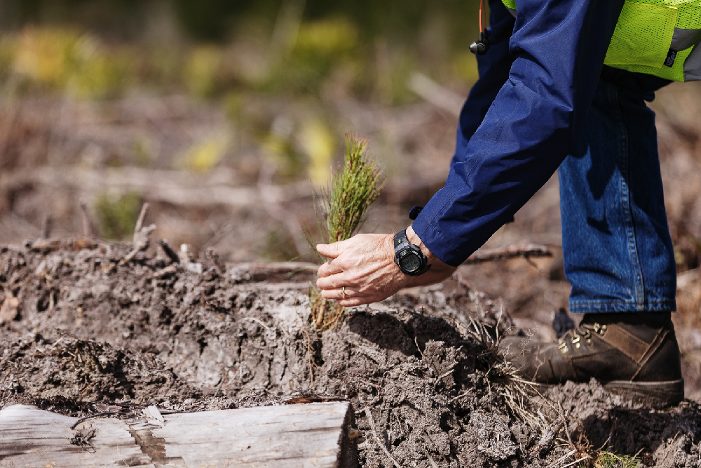 Planting Loblolly in Georgia