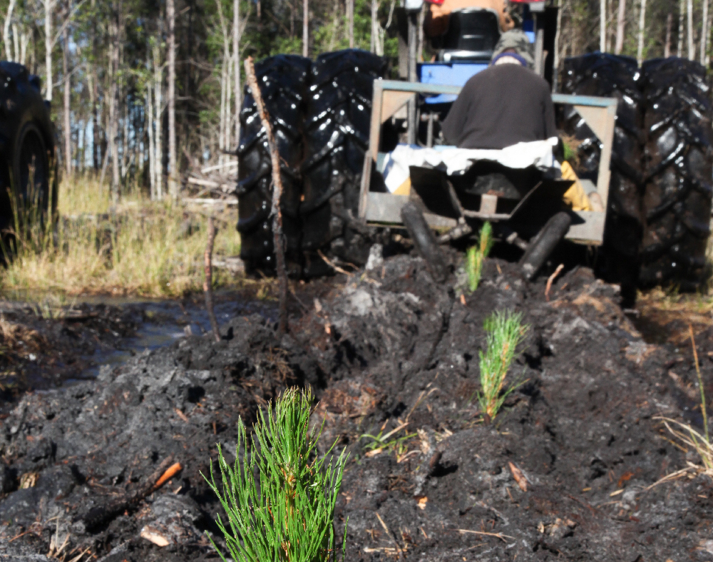 Planting pines with a tractor in Southeast