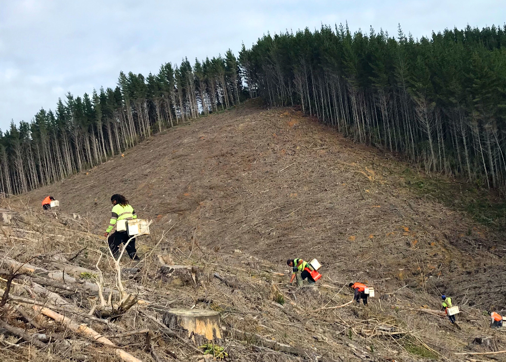 Hand-Planting Trees Northland New Zealand