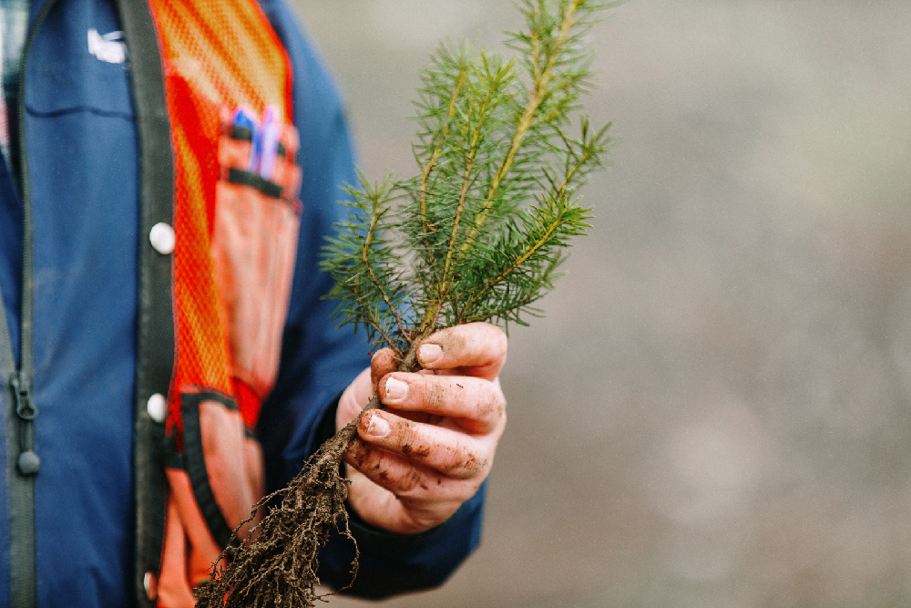 Closeup Douglas-fir seedling at planting time