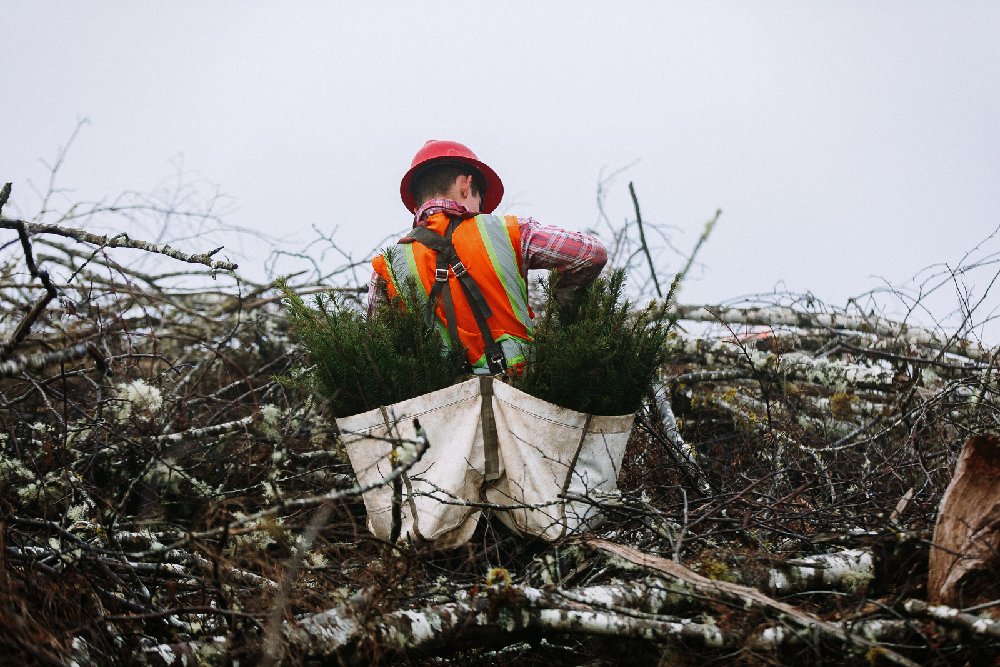 There is a reason slash is left behind after a tree harvest