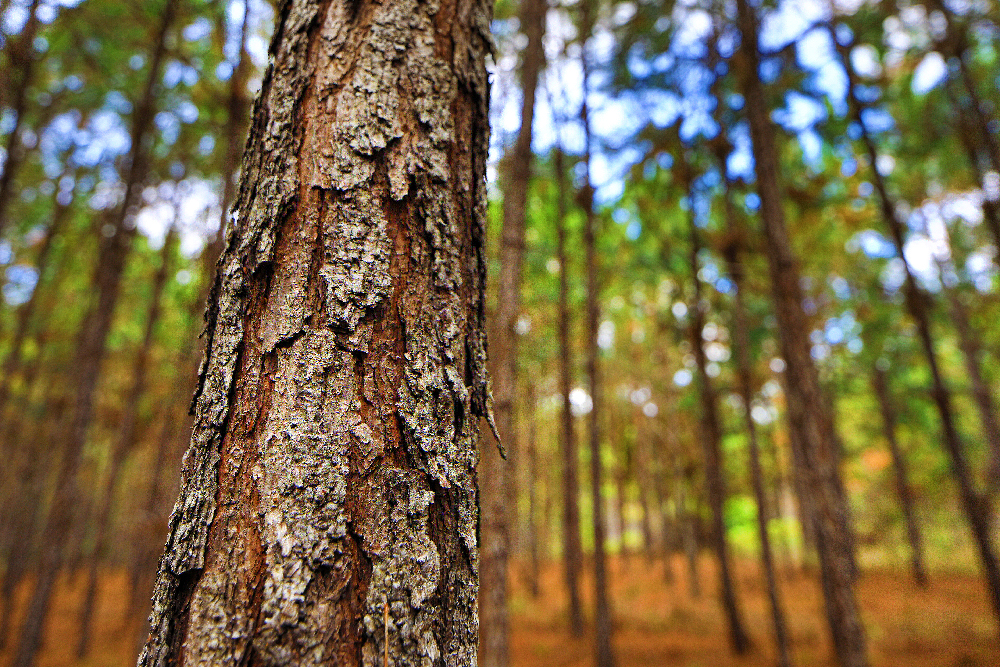 Southern yellow pines key to many industries