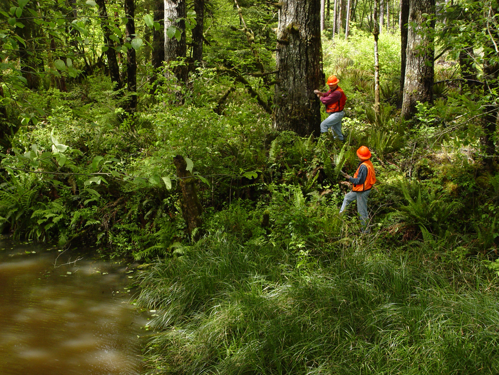 Streamside Buffer Zone BMP