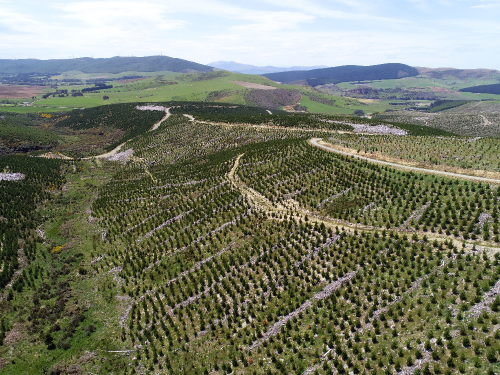 Castle Downs NZ Forest