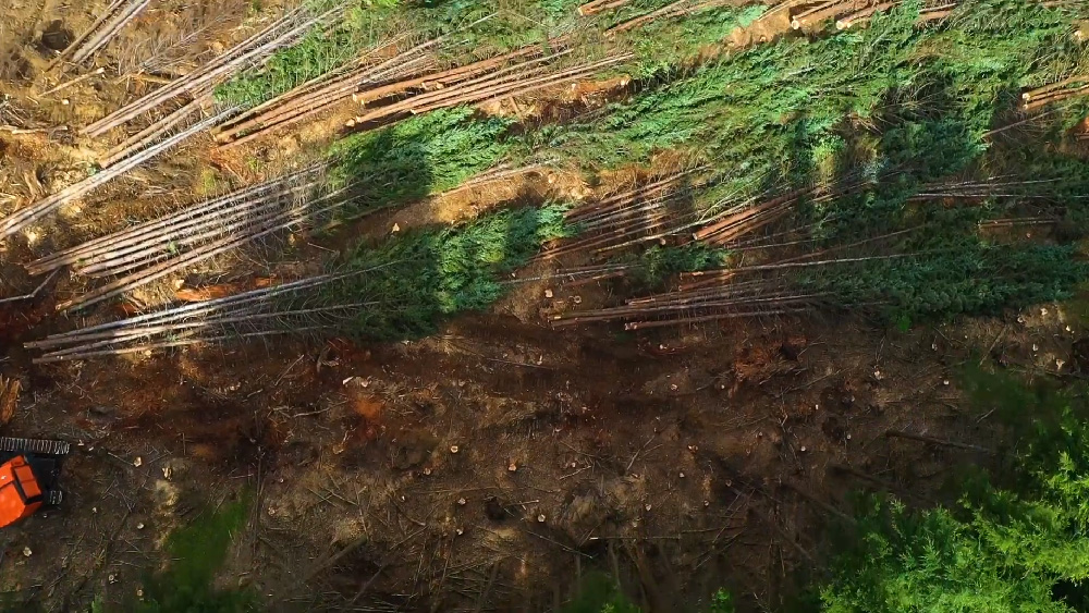 Organized Cutting in Logging