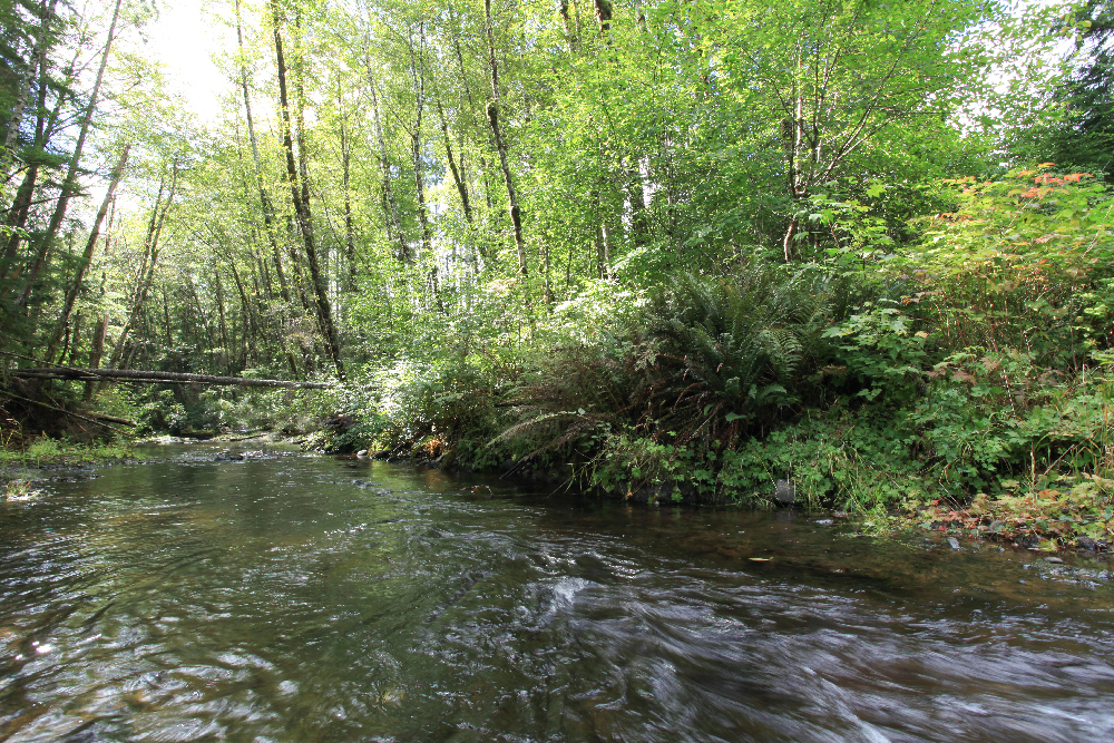 Rayonier Riparian Management Zone