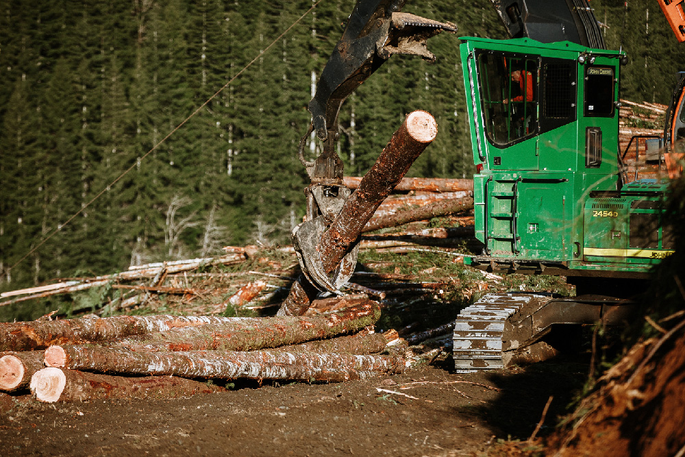 Yarding area where logs are processed