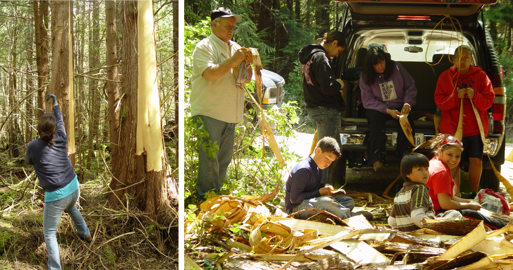 Quileute Cedar Bark Peeling