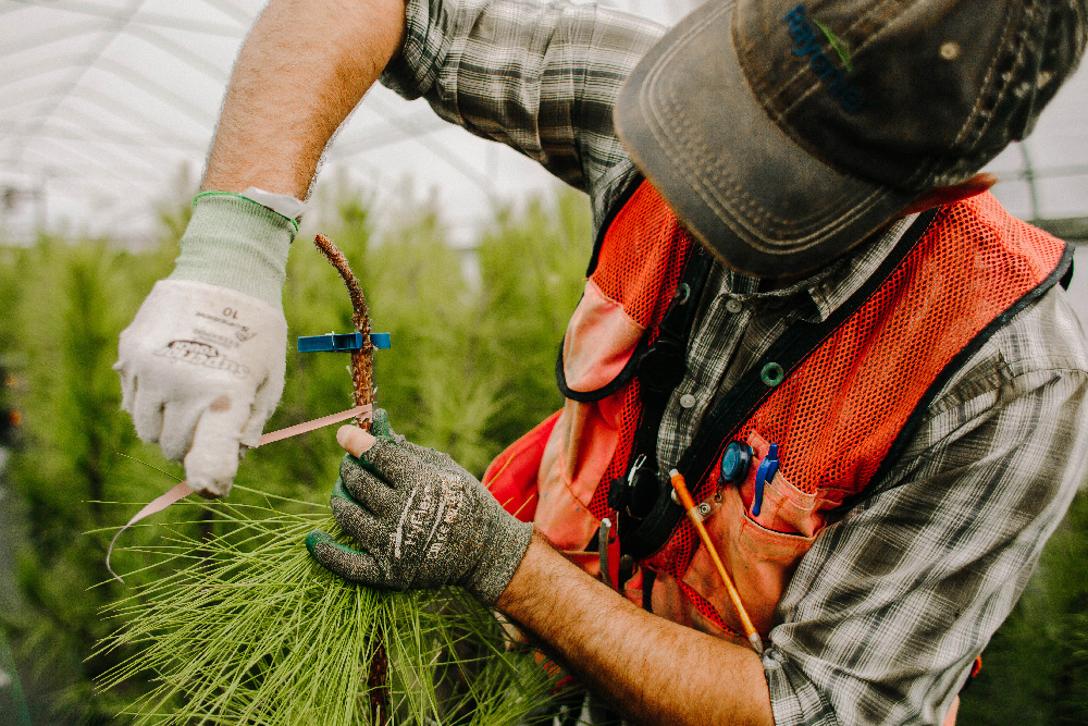 Pot Grafting for Genetic Research in Trees