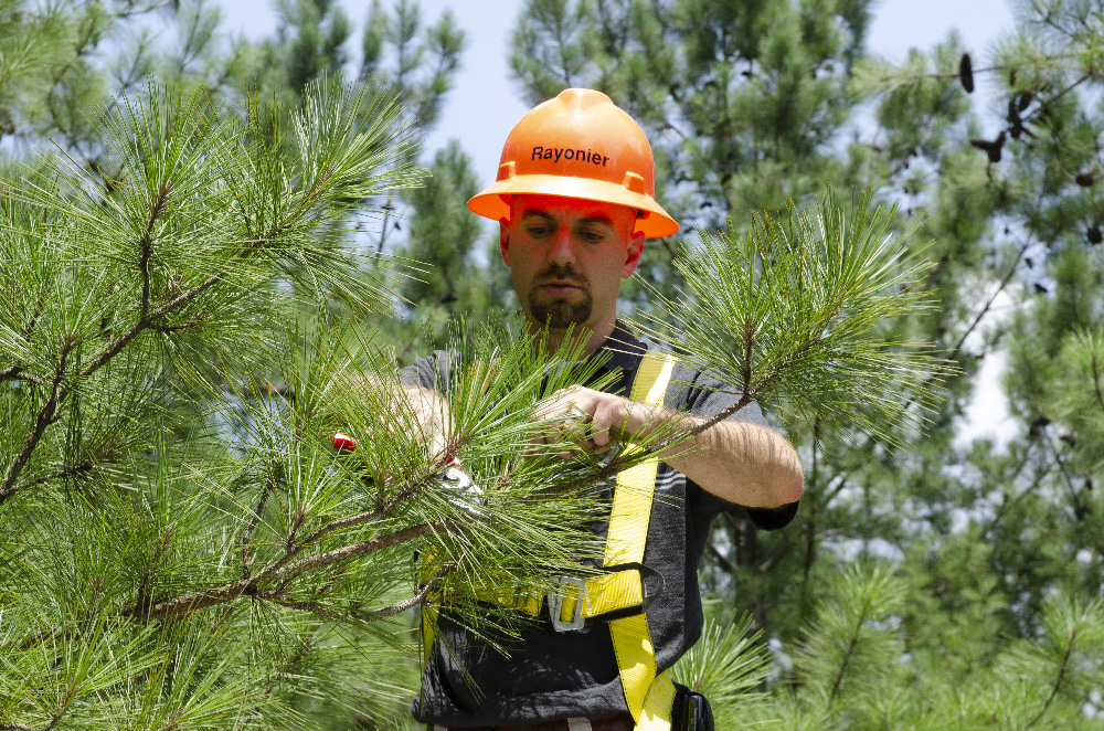 Timber Top Grafting