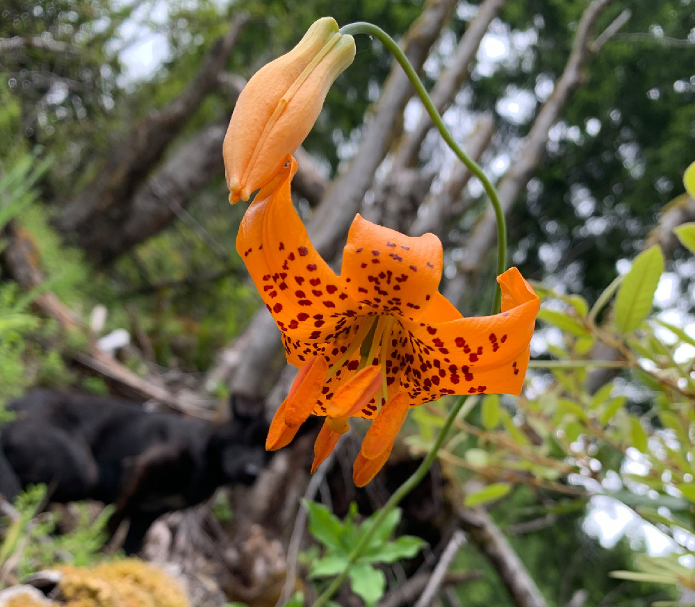 Oregon wildflower on tree farm