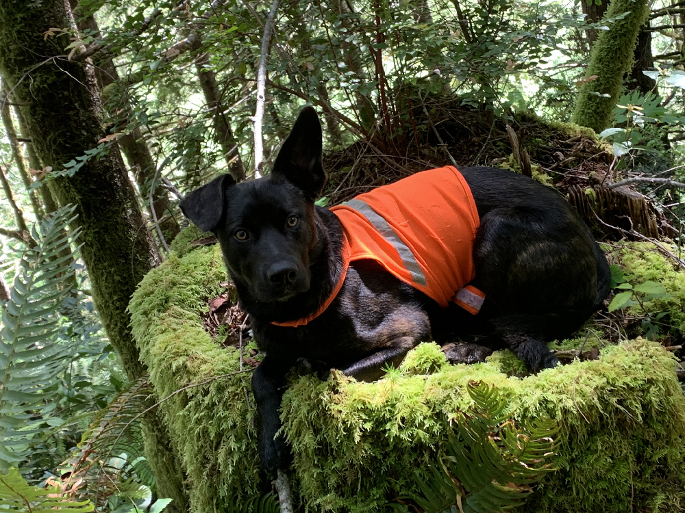 Forester Dog Cruiser in Oregon