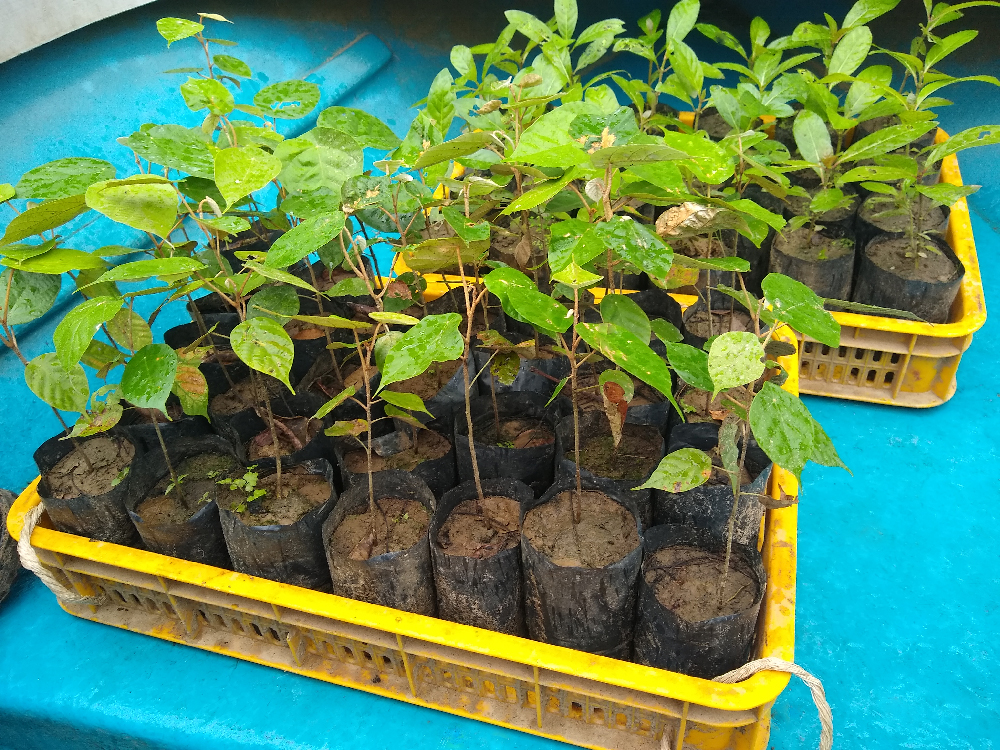 Tree seedlings to plant in Malaysia.