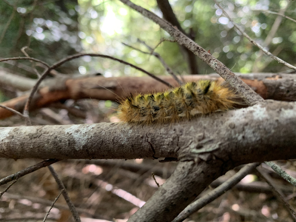 Oregon Forest Caterpillar