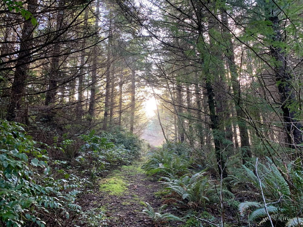 Oregon Tree Plantation