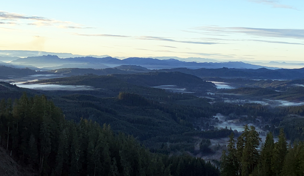 Panoramic Forest View Rayonier Oregon