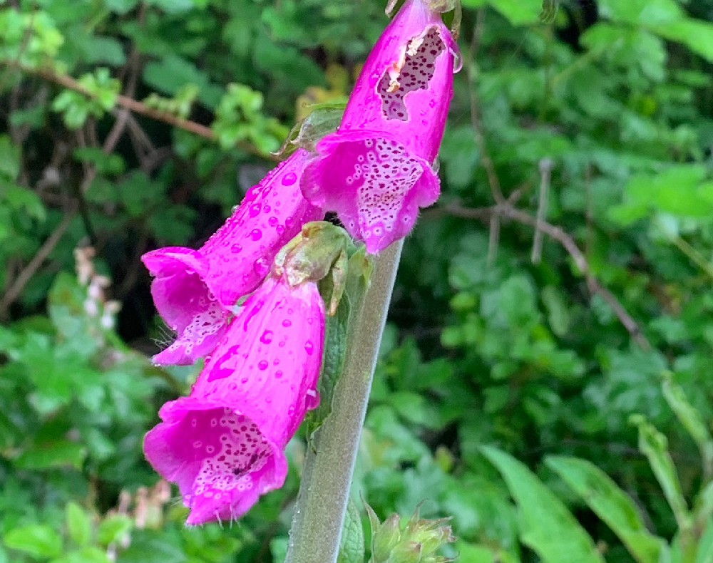 Purple Foxglove on Oregon Tree Farm