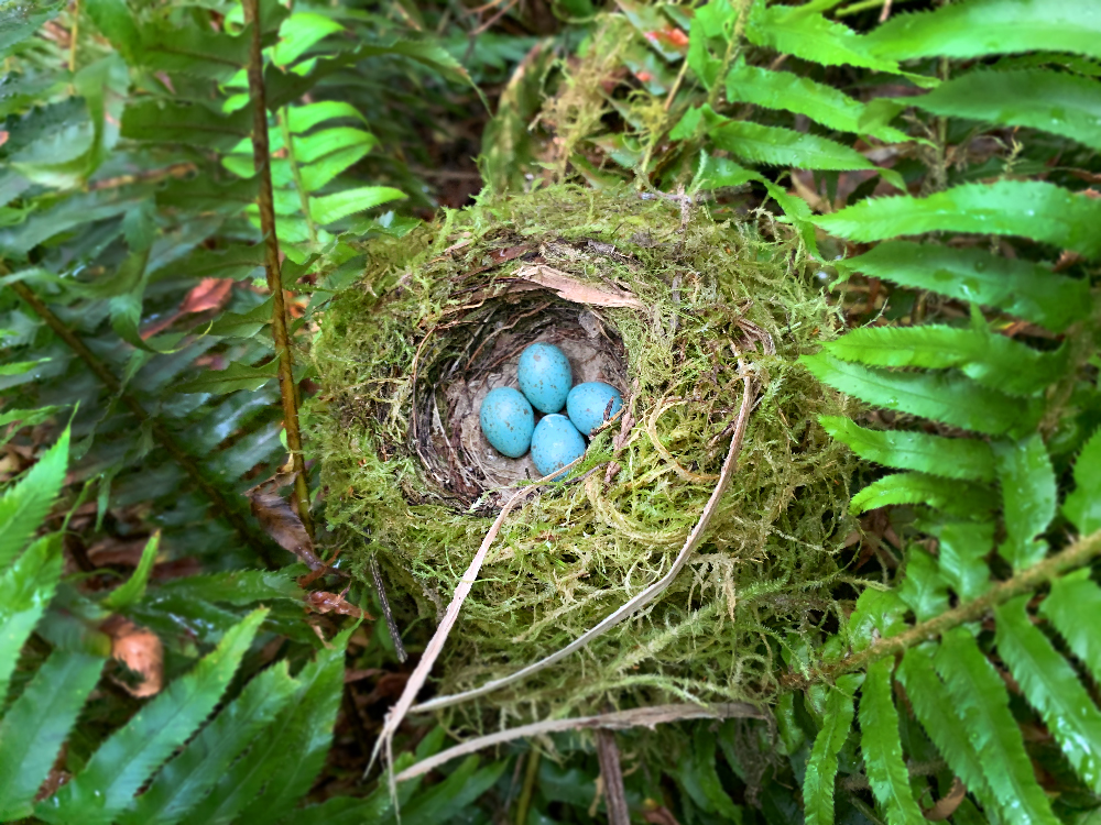 Robins Eggs and Nest in Rayonier Tree Farm Oregon