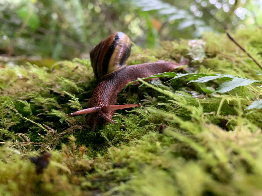 Snail exploring on Rayonier Tree Farm