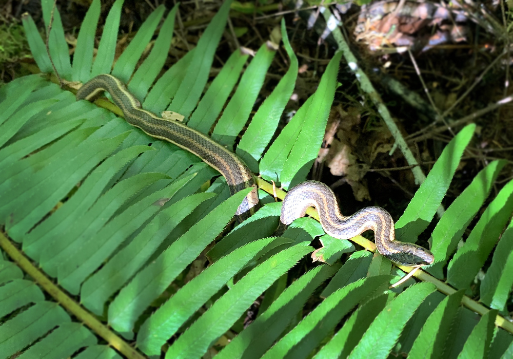 Snake on Oregon tree Farm