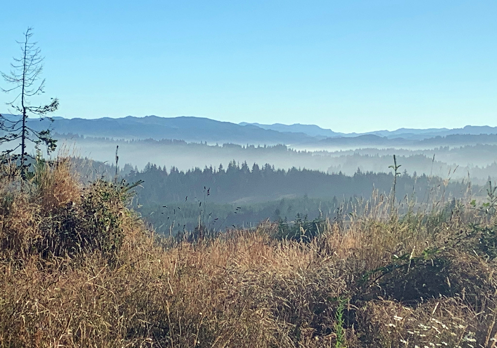 Oregon Tree Farm View