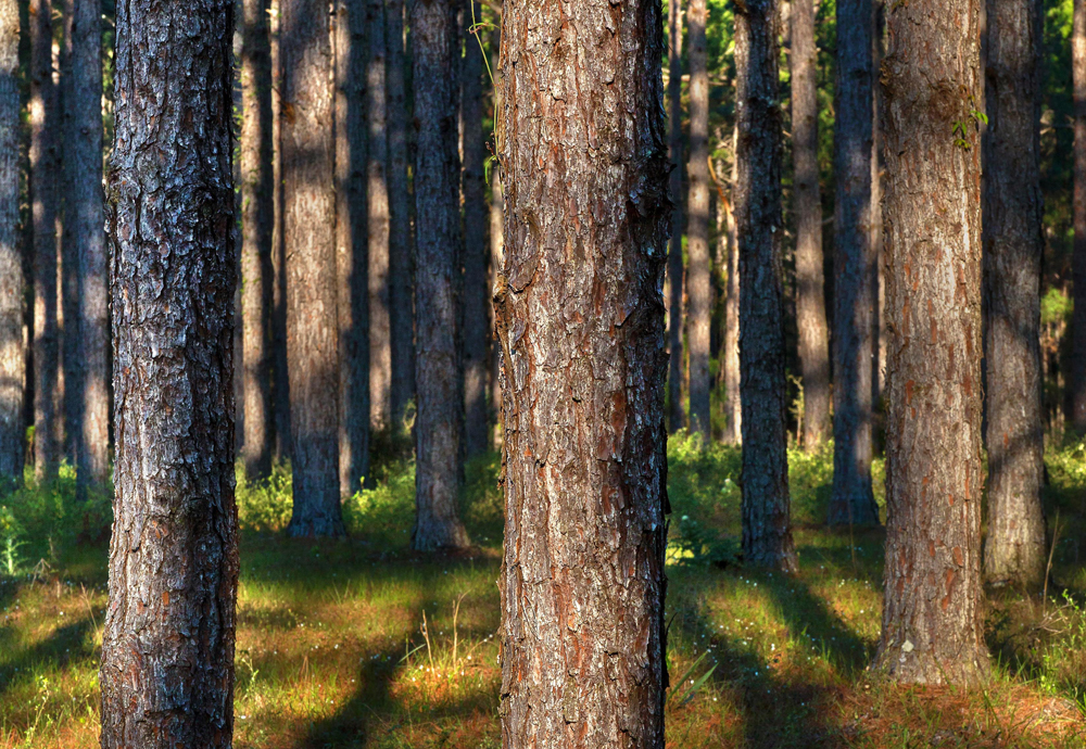 Trees are in ample supply for cellulose