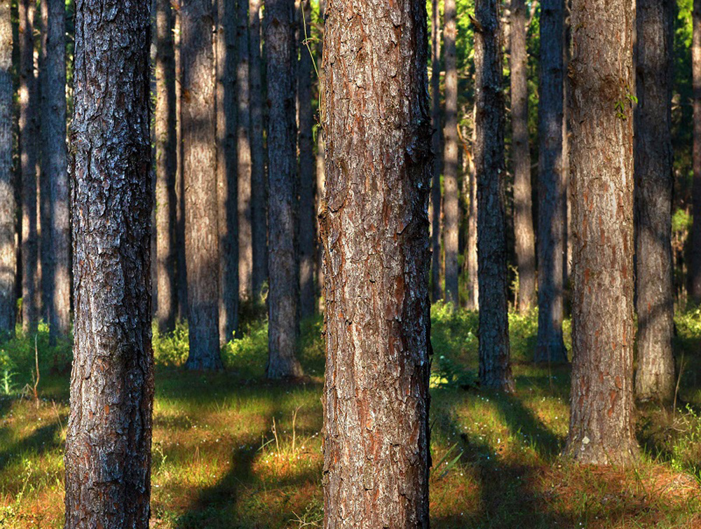 Genetic Breeding in Trees