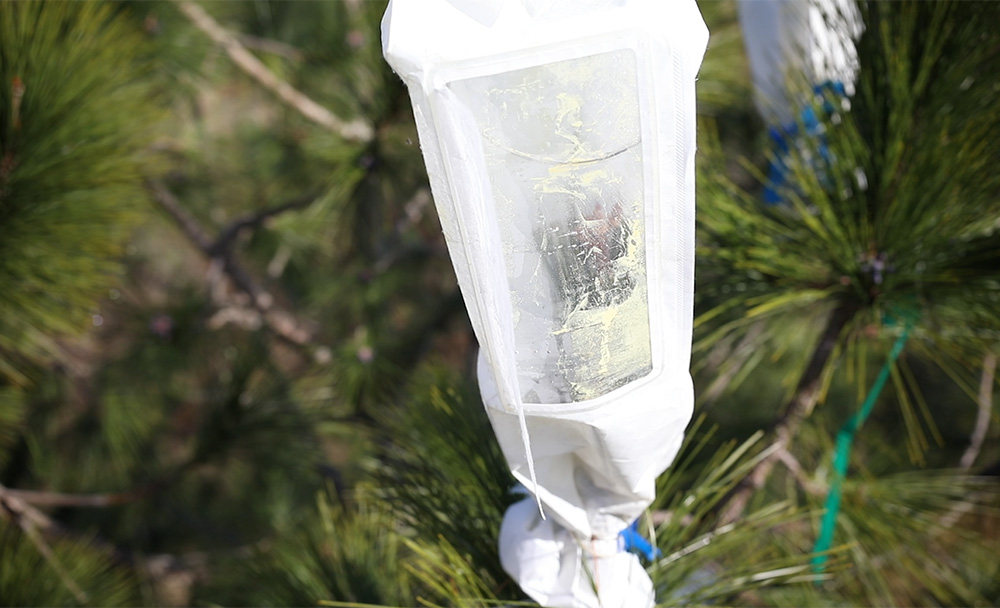 Controlled Pollination in Genetic Pine Tree Breeding