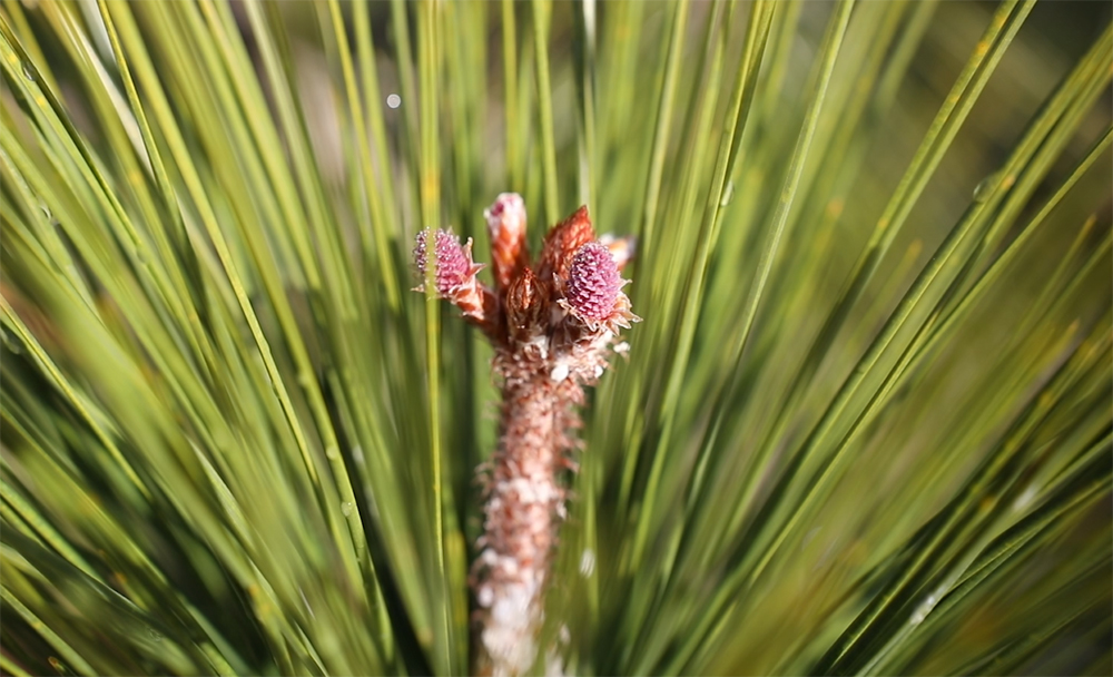 Female Pinecone Flower