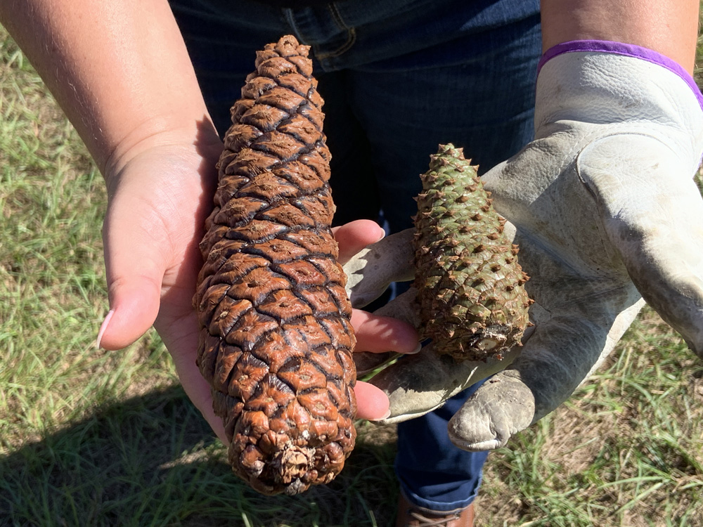 Full-grown Closed Pinecones