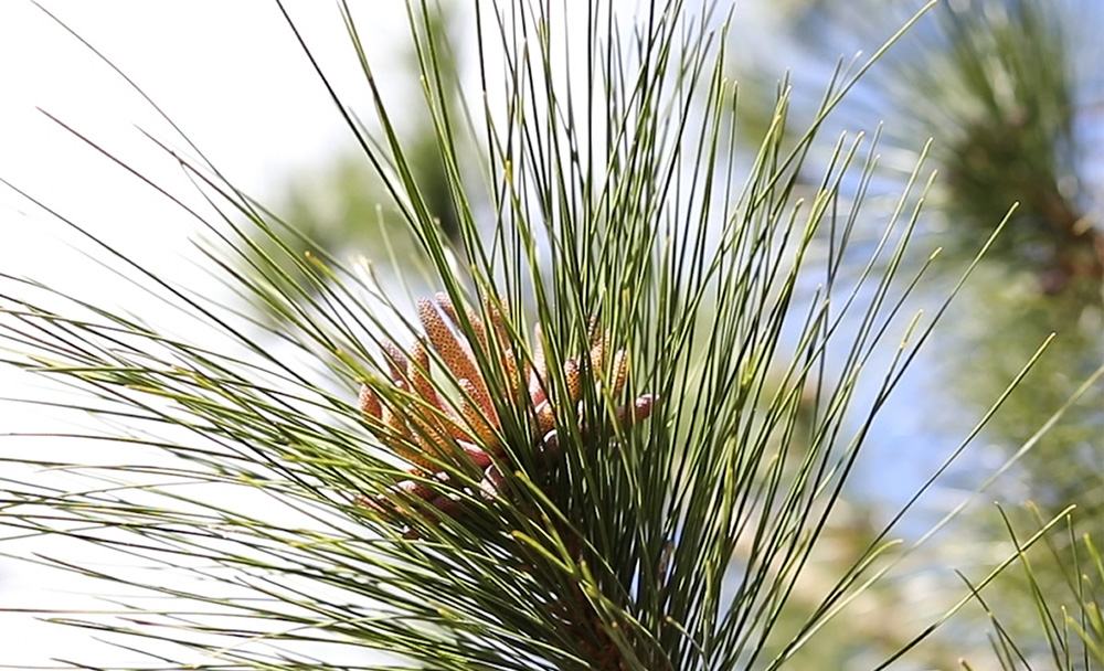 Male Pinecone Catkins